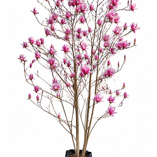 Magnolia Soulangeana 