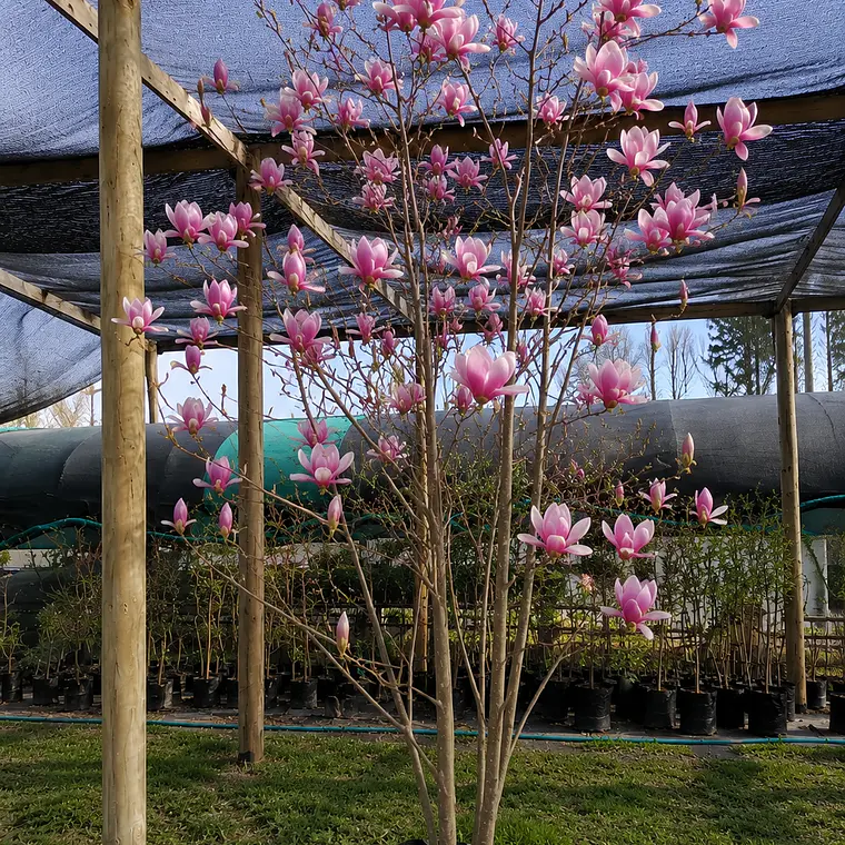 Magnolia Soulangeana  2