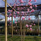 Magnolia Soulangeana  - Miniatura 2