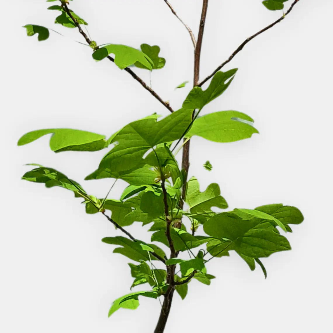 Tulípero (Liriodendron tulipifera) 2