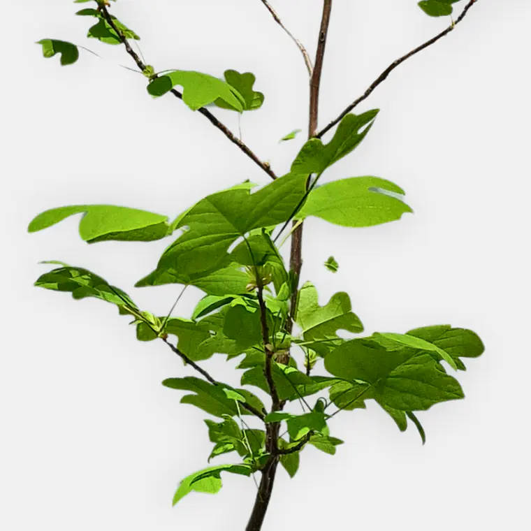 Tulípero (Liriodendron tulipifera) 2