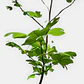 Tulípero (Liriodendron tulipifera) - Miniatura 2