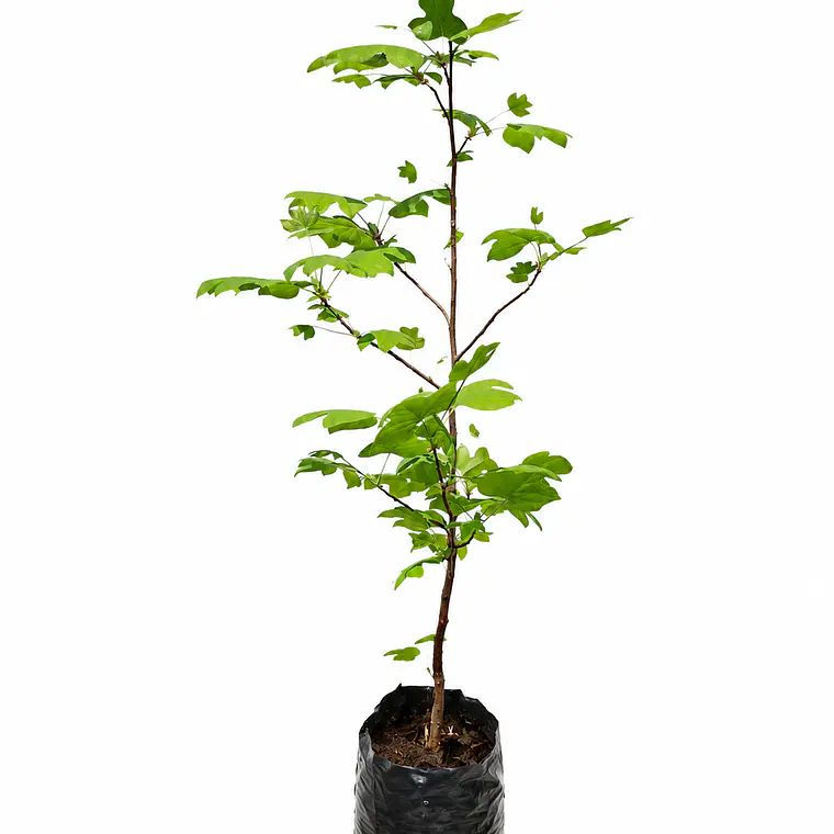 Tulípero (Liriodendron tulipifera) 1