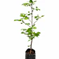 Tulípero (Liriodendron tulipifera) - Miniatura 1