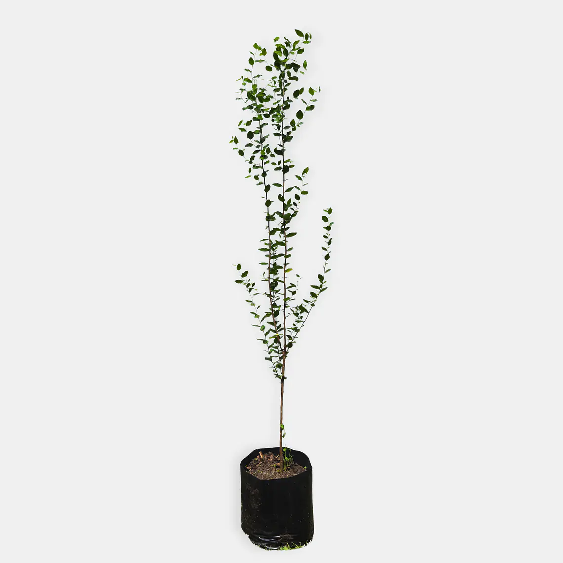 Quillay (Quillaja saponaria) 1