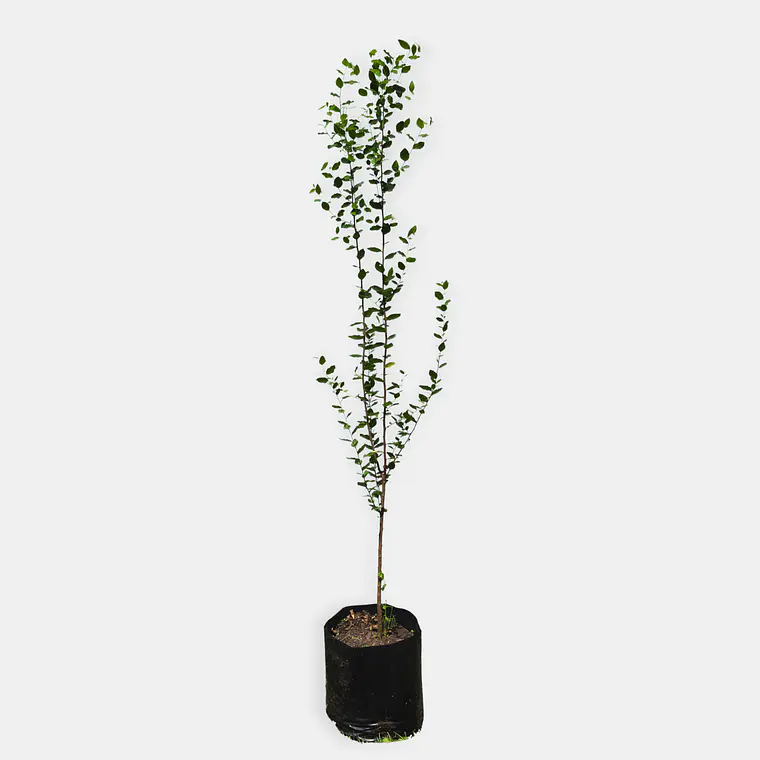 Quillay (Quillaja saponaria) 1