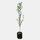 Quillay (Quillaja saponaria) - Miniatura 1