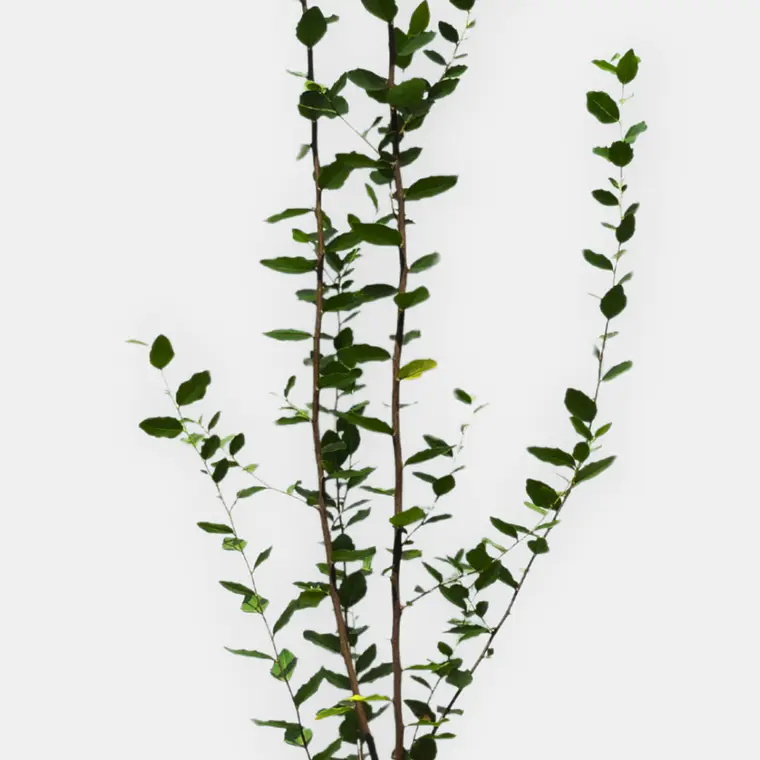 Quillay (Quillaja saponaria) 2