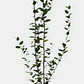 Quillay (Quillaja saponaria) - Miniatura 2
