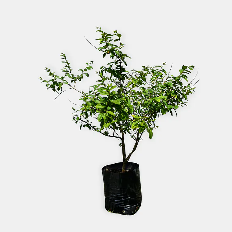 Crespon (Lagerstroemia indica) 1