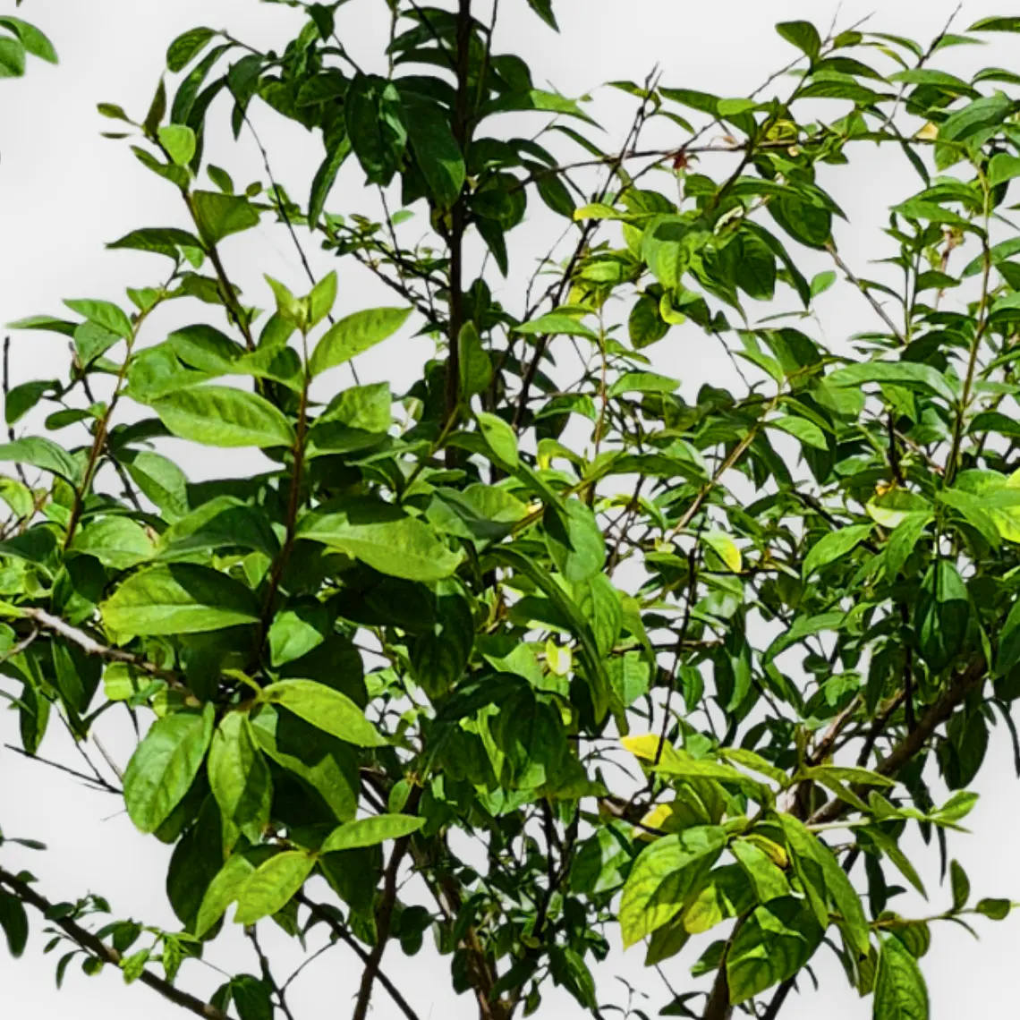 Crespon (Lagerstroemia indica) 2