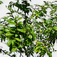 Crespon (Lagerstroemia indica) - Miniatura 2