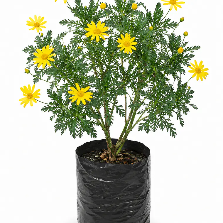 Paquerette Amarillo (Euryops pectinatus) 1
