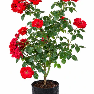 Rosas Floribunda