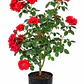 Rosas Floribunda - Miniatura 1