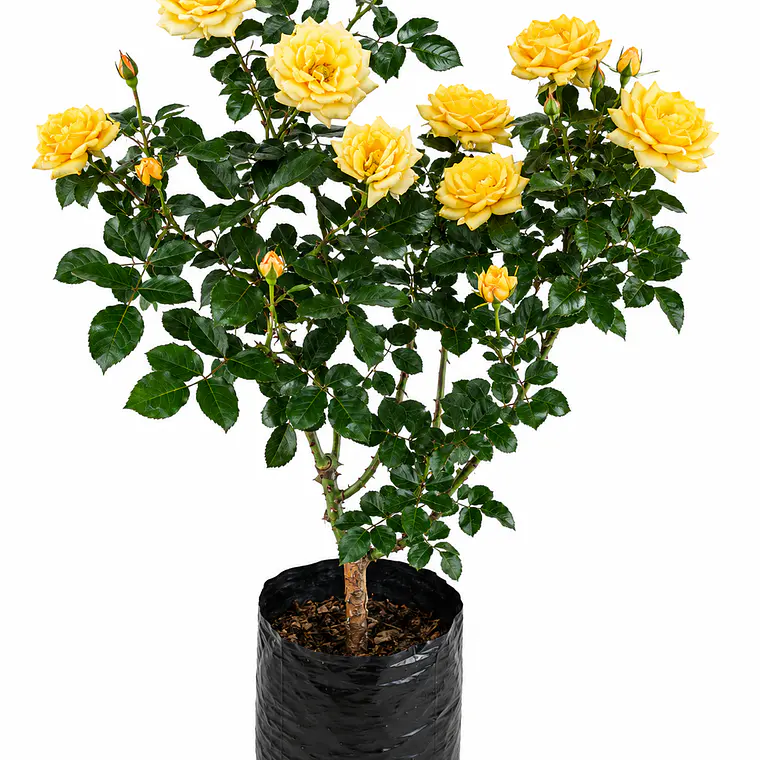 Rosas Floribunda 2