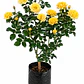 Rosas Floribunda - Miniatura 2