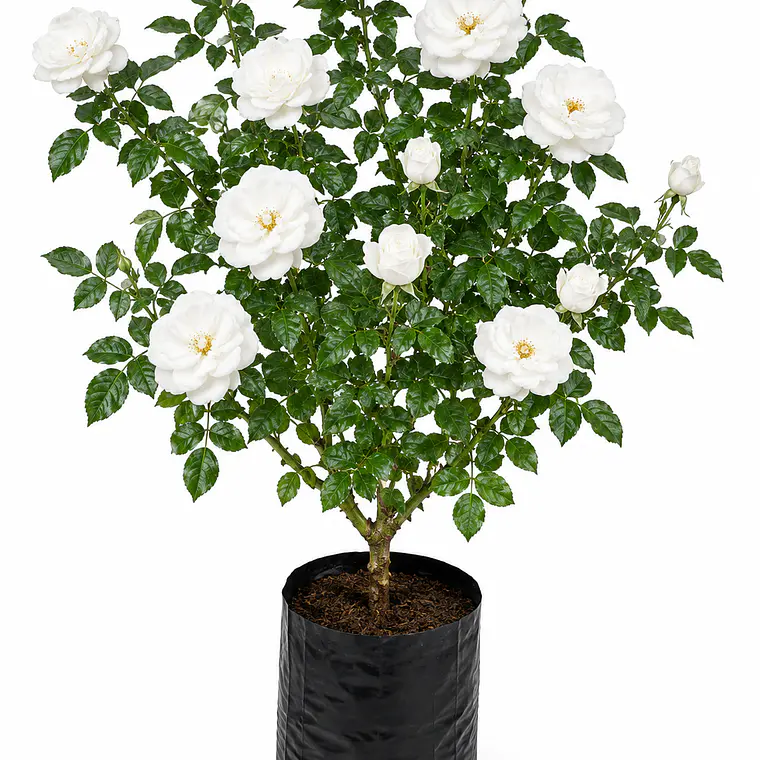 Rosas Floribunda 3