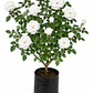 Rosas Floribunda - Miniatura 3
