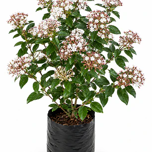 Laurentina (Viburnum tinus)