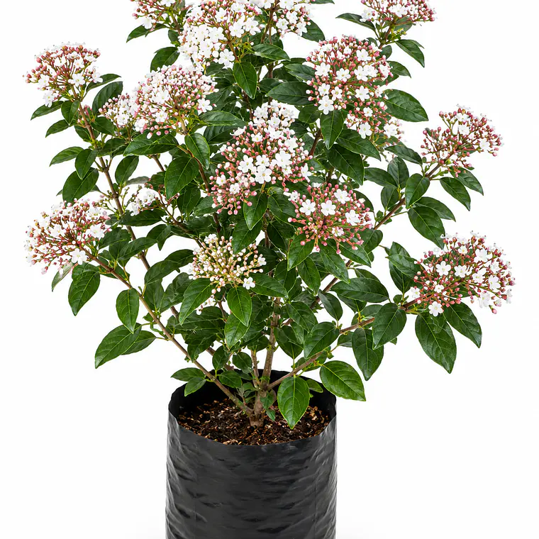 Laurentina (Viburnum tinus) 1