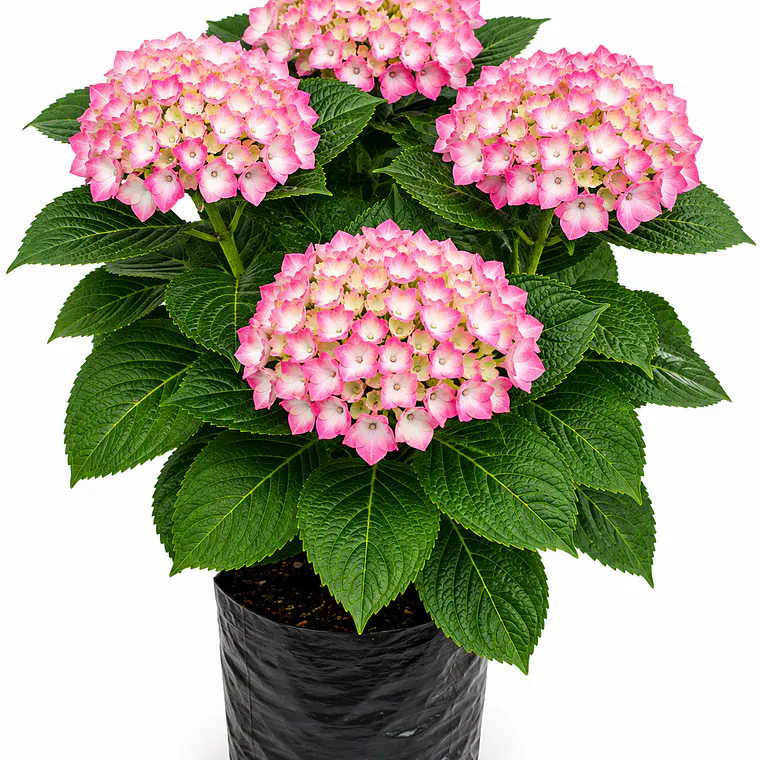 Hortensia (Hydrangea macrophylla) 1