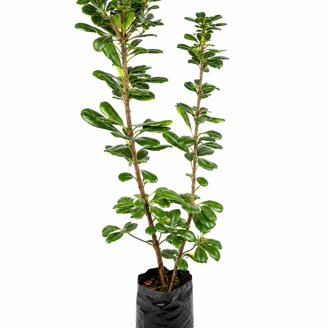 Pittosporum Tobira 1