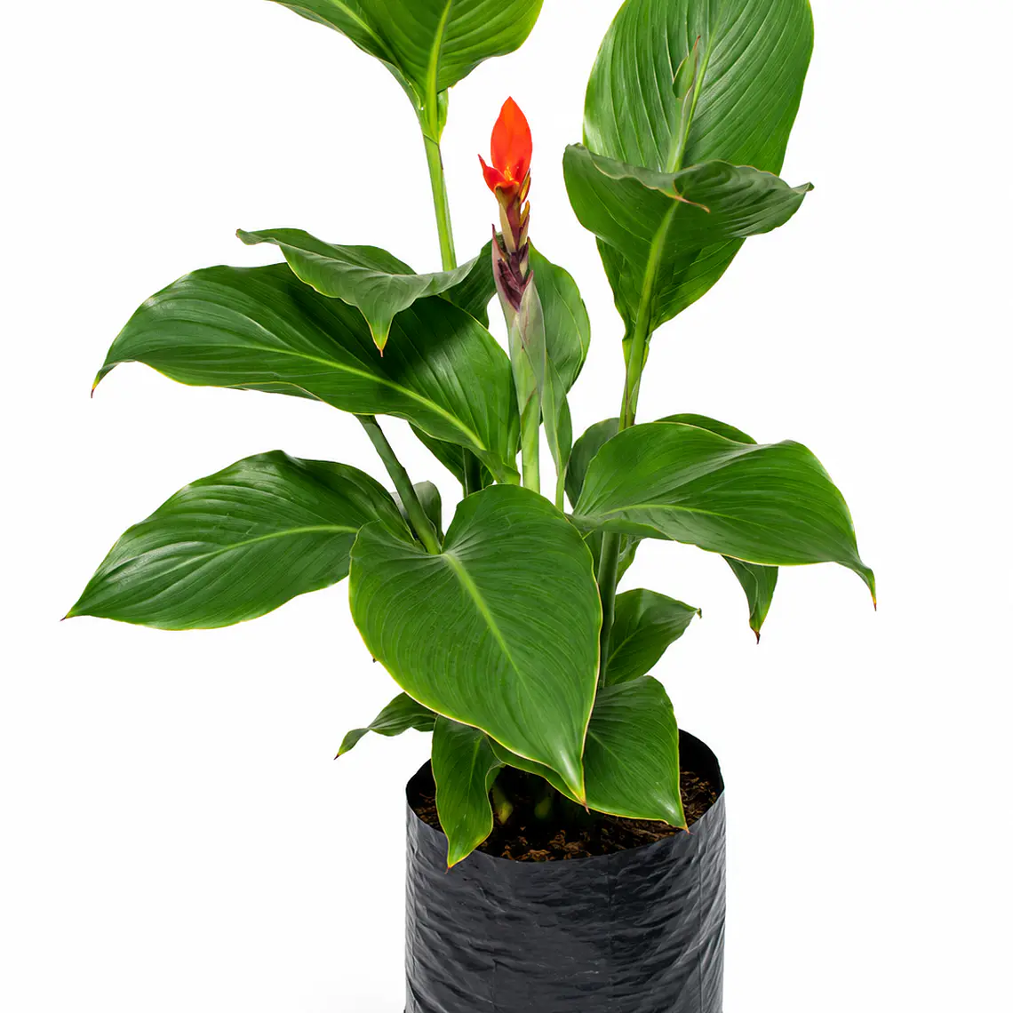 Achira (Canna indica) 1