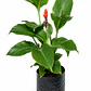 Achira (Canna indica) - Miniatura 1