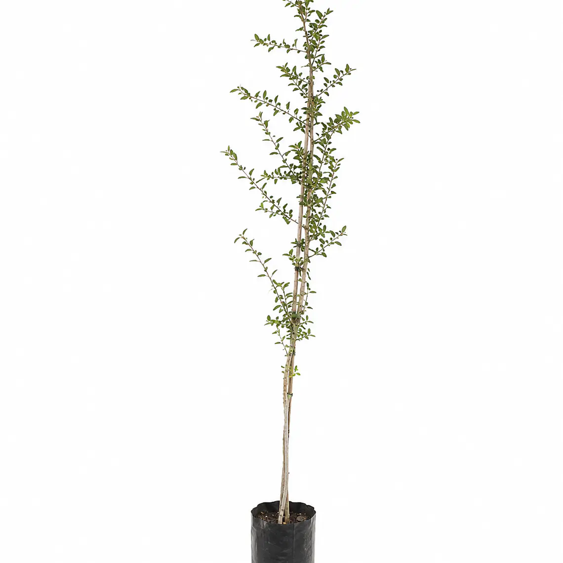 Huingán (Schinus polygamus) 1