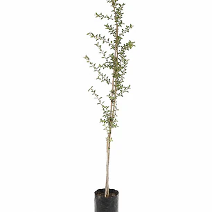 Huingán (Schinus polygamus)
