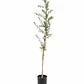 Huingán (Schinus polygamus) - Miniatura 1
