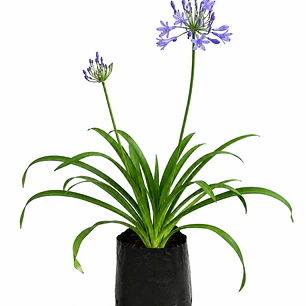Agapanthos (Agapanthus spp.)