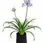 Agapanthos (Agapanthus spp.) - Miniatura 1