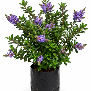 Veronica postrata verde (Veronica prostrata)