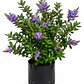 Veronica postrata verde (Veronica prostrata) - Miniatura 1