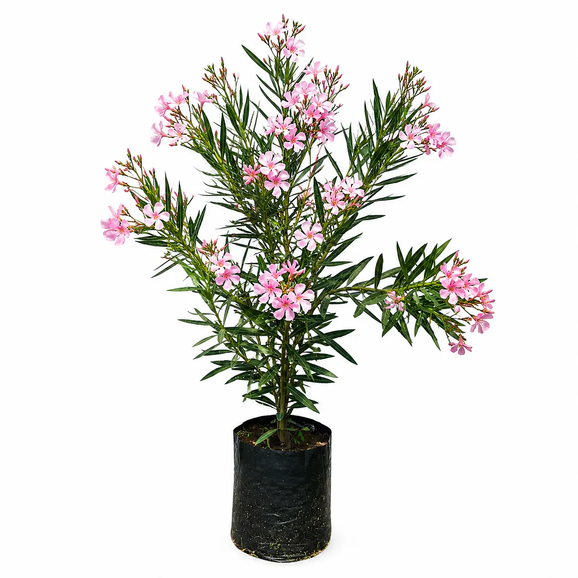 Laurel en Flor (Nerium oleander) 1