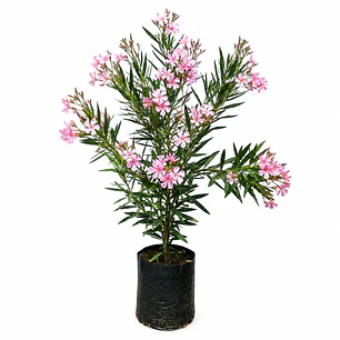 Laurel en Flor (Nerium oleander)