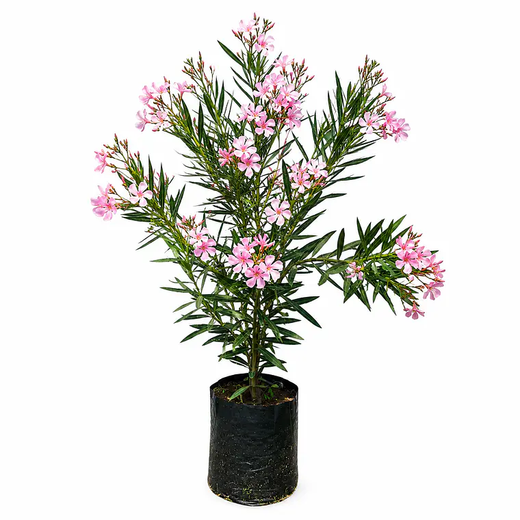 Laurel en Flor (Nerium oleander) 1