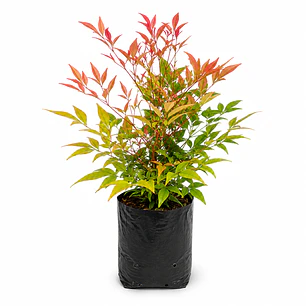 Nandina (Nandina domestica)