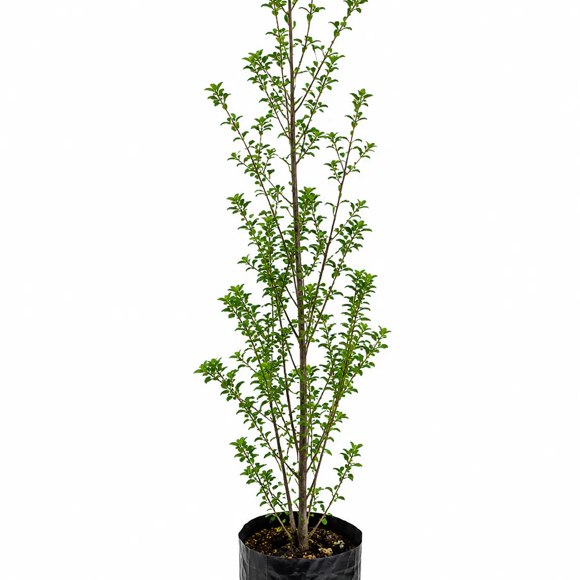 Pitosporo Nigricans (Pittosporum tenuifolium) 1