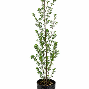 Pitosporo Nigricans (Pittosporum tenuifolium)