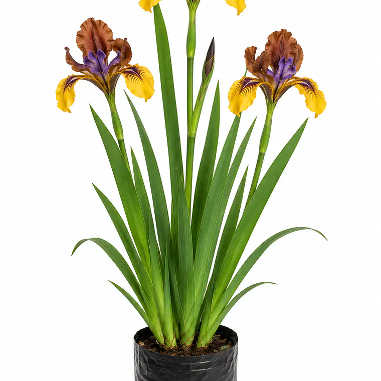 Lirios (Iris spp.) 1