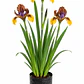 Lirios (Iris spp.) - Miniatura 1