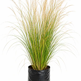 Stipa tenuissima – Pasto ornamental
