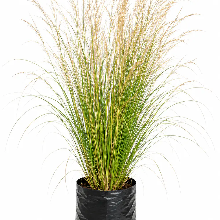 Stipa tenuissima – Pasto ornamental 1