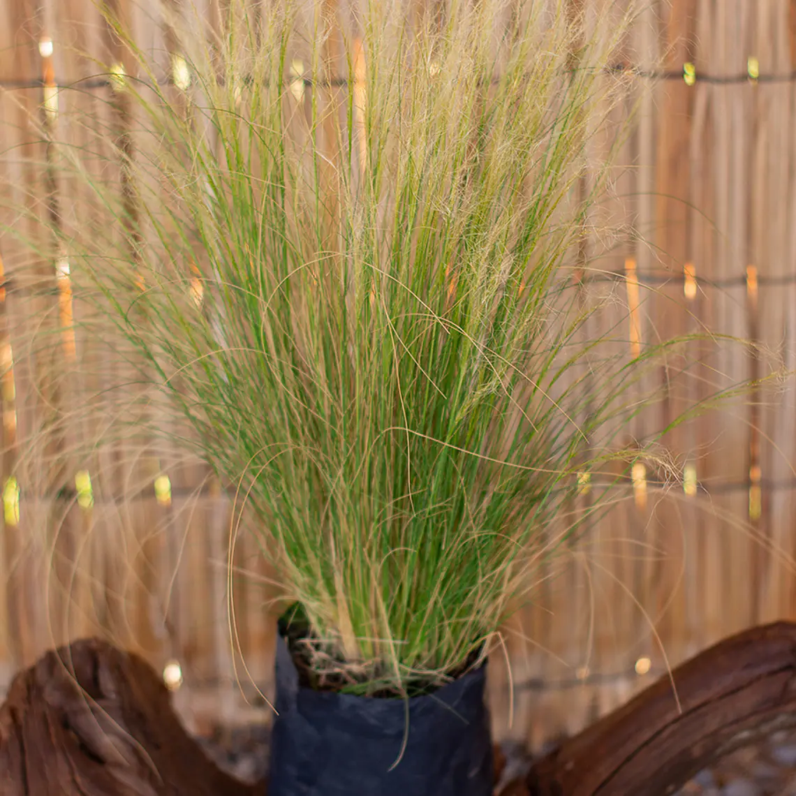 Stipa tenuissima – Pasto ornamental 2