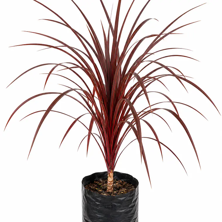 Dracena – Verde y Burdeo 2