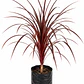 Dracena – Verde y Burdeo - Miniatura 2