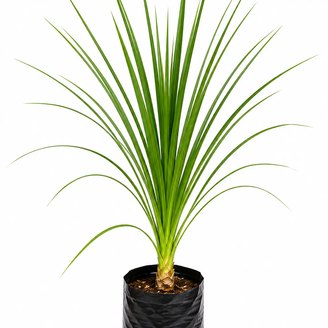Dracena – Verde y Burdeo 1